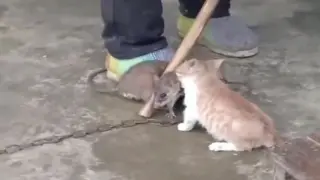 Animal | Huge Mouse VS Little Kitten
