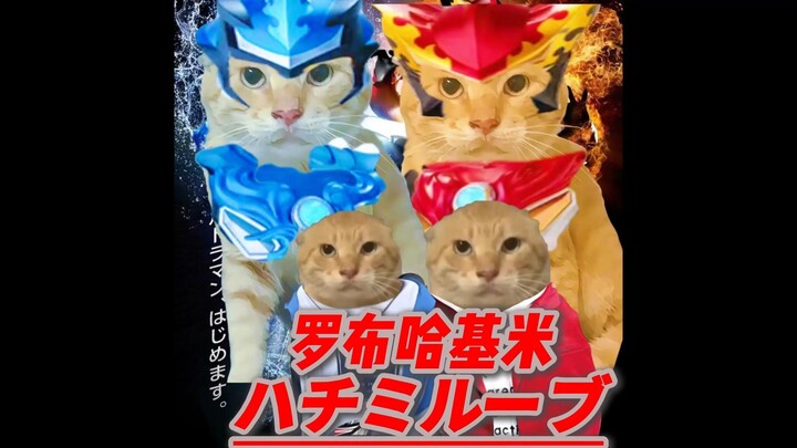 🐱罗布哈吉米🐱ハチミルーブ