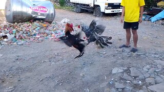 7months vs 9months old bulik