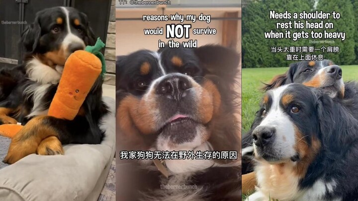 Why My Bernese Mountain Dog Can’t Survive in the Wild