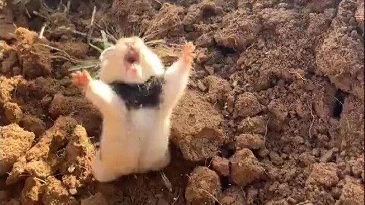 Me, the little mouse, is about to take off too!