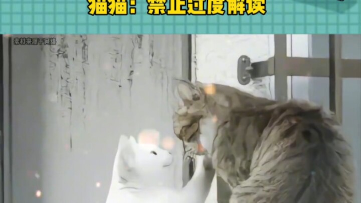 I almost turned into a lovesick fool! #Entertainment #Unexpected #CatsDoingWeirdThings