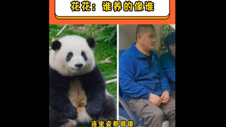 Hua Hua: Looks just like the one who raised it.