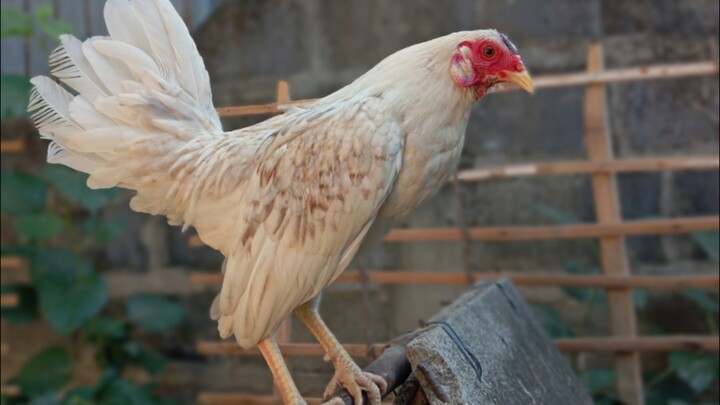 BOTH 7 MONTHS OLD, PAREHO RING UNANG BITAW, hennie standard bantam vs Lemon