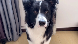 Scottish border collie teaching online. Did you give up today?