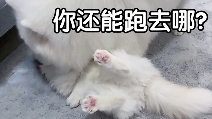 胜者为王，败者暖床 2.0