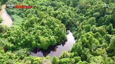 law of the jungle(sumatra) ep 264 sub indo