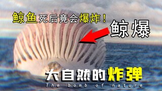 【Pengetahuan Umum】Ledakan Paus: Setelah mati, paus menjadi "bom biokimia" alam? Ini adalah video yan