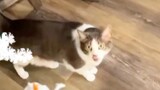FUNNY CAT REACTION 😂
