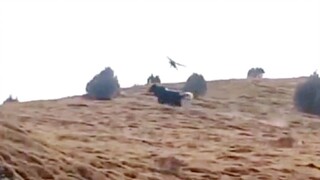 แหล่งต้นน้ำสามแม่น้ำพบเห็นนกอินทรีทองจับวัวยามัก