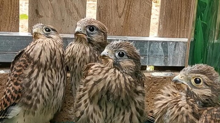 [Red Falcon] Four fierce yet adorable little chicks have arrived at the center...