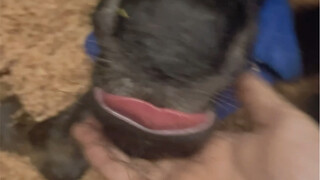 Brand-new foal straight from the factory!! Oh my gosh, so cute!!!!