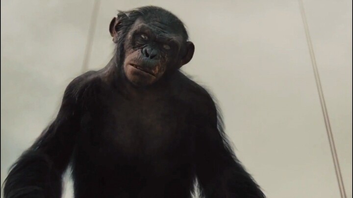 Rise of the planet of the apes | end