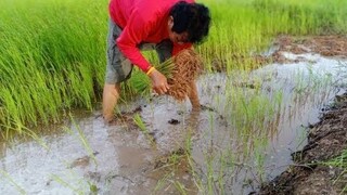 รุ่งโรจน์ เพชรธงชัย ซ่ามข้าวนาปี