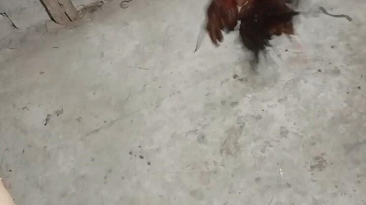 Micro Vs Bansot Micro win