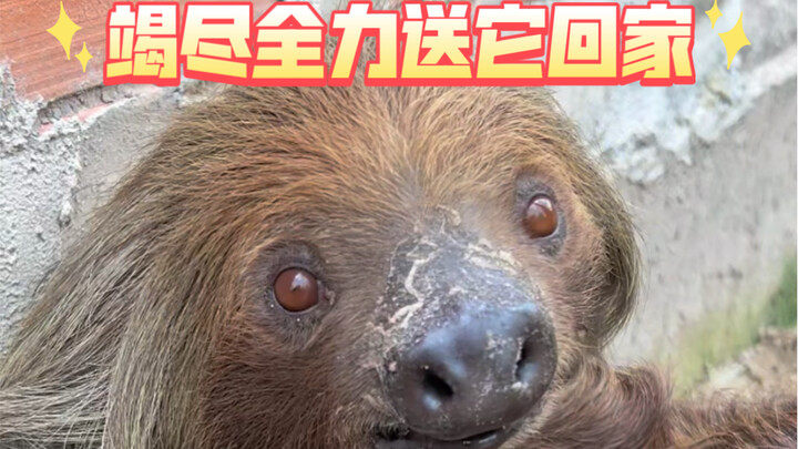 Sending Amazon's Old Sloth Home