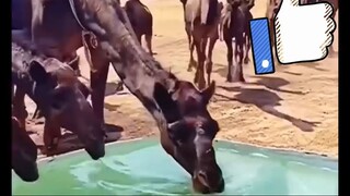 Camels Drinking