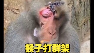 What will be the outcome when the Monkey King is betrayed?