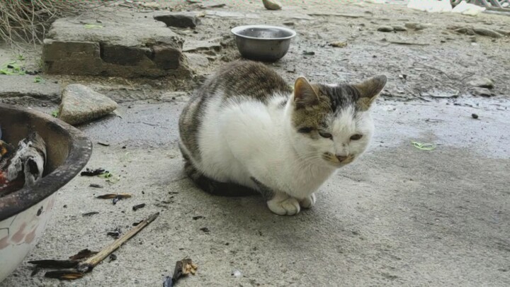 Why is a cat with so much fur still afraid of the cold?
