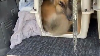 Anjing dewasa berusia 6 tahun melirik kandang anak anjing... Lihat, ukurannya pas sekali, kan?