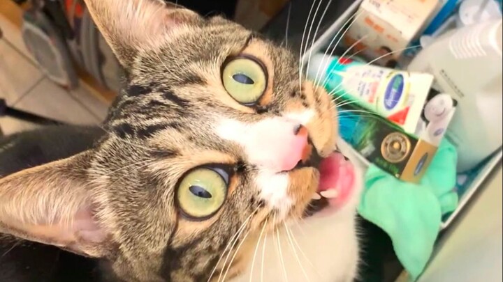 活的不如虫子系列【尿尿是只猫】