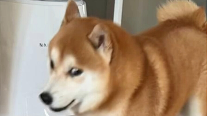 My dog’s totally tamed by this “mean mutt” hahaha!