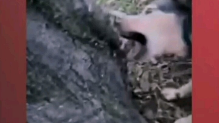 Gouzi: "Lao Deng, you are going too far."