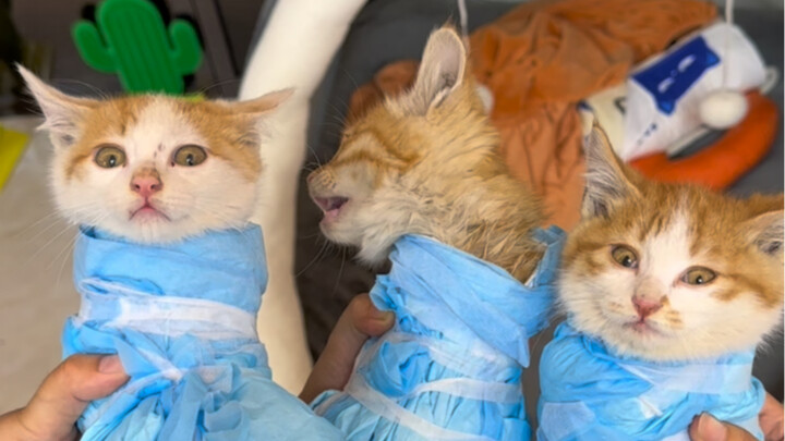 Bản đồ: Giếng thông gió Nhiệm vụ: Ba chú mèo nhỏ Thử thách ip: Học viện Mèo Đức