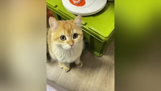 Đang tỏ ra cute thì ngáp😄 mèo cute foryou