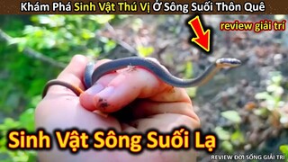 Hảo Hán Review Khám Phá Lớp Sinh Vật Đặc Sắc Ở Sông Suối Thôn Quê || Review Giải Trí Đời Sống