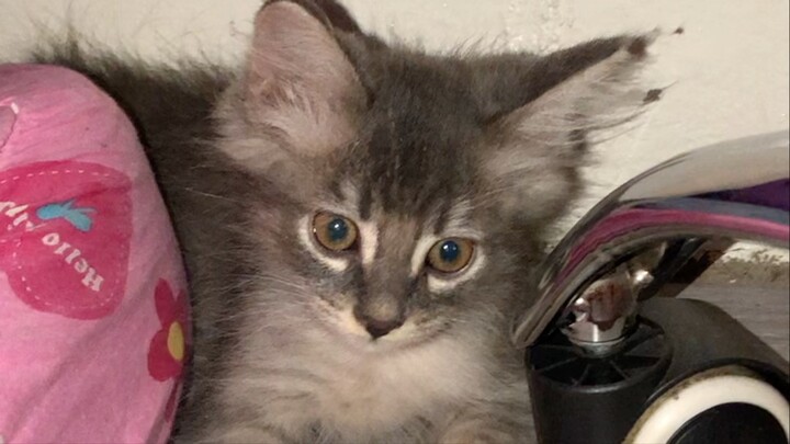 Welcome home my baby riley (Percian Cat) 🐱💕