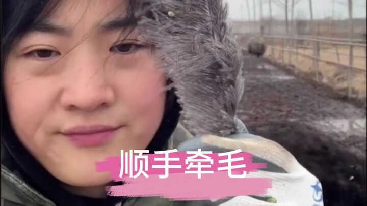 鸵鸟：你摸头就摸头，拽我毛裤干什么玩意儿