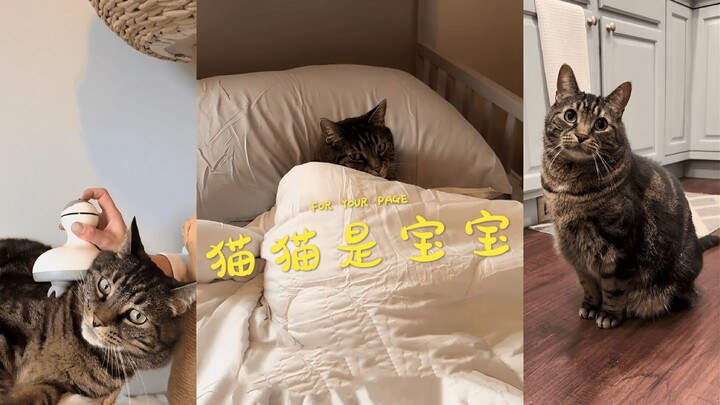 أسباب عديدة تجعل قطتي لا تستطيع البقاء على قيد الحياة في البرية 😿