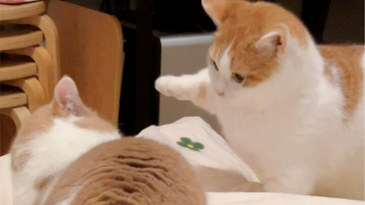 Cat: I hit it, but not quite a full hit.