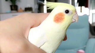 The correct way to catch a chicken is safe and does not hurt the bird. The method is right, but the 