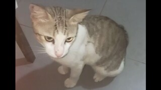 Akhirnya Tina Pulang Kerumah Makan Terus Malam Ini • Pukul 20:31:44 WIB