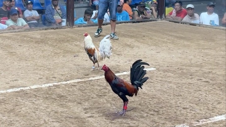 4 cock @VARGAS COLISEUM - LWWL