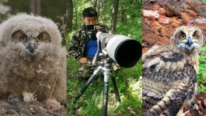 A 60-day time-lapse documenting the little owl’s growth has come to an end—let’s film them again nex