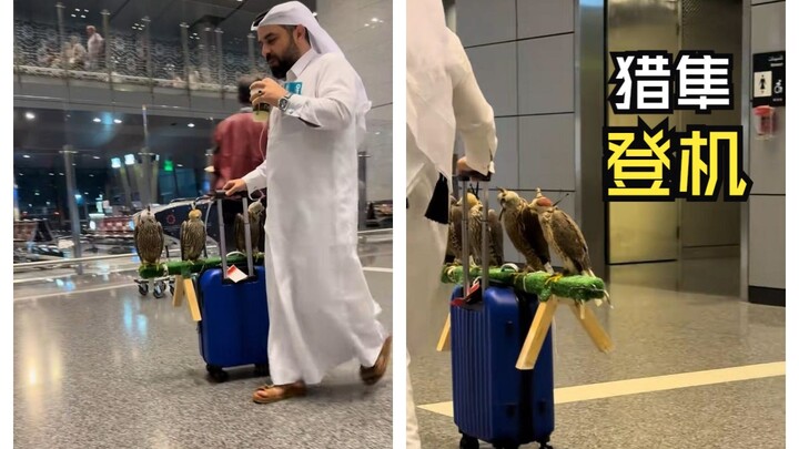 วิดีโอสัตว์สุดน่าทึ่งเหล่านั้น!