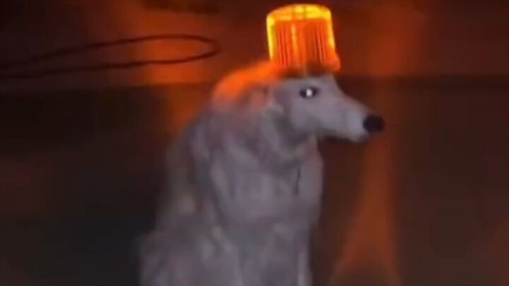 หวือหมา