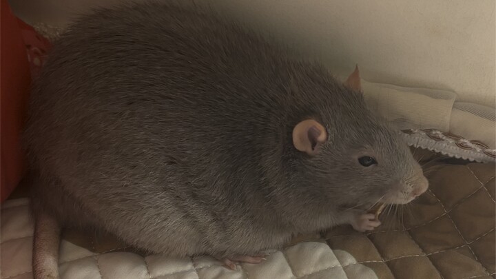 Steal the big rat’s food and see how it reacts