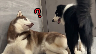 在边牧面前假装受到惊吓，看看它啥反应？