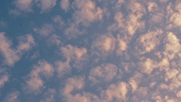 lonely Day