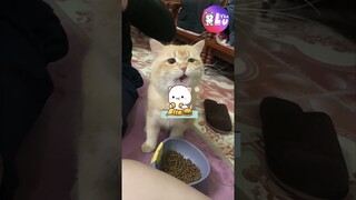 Cảm giác thèm thịt gà vì sắp được về quê ăn Tết 😂 #Shorts #Yeulu #Yeuluofficial
