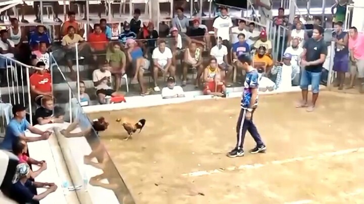 BULIK FIGHT❗UNSCRATCHED❗2XWINNER.