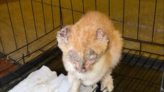 Setiap kali menyelamatkan seekor kucing, rumahku bertambah satu "anak kucing zombie"