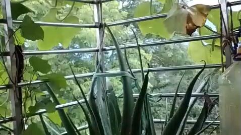 Beautiful  Garden #follow