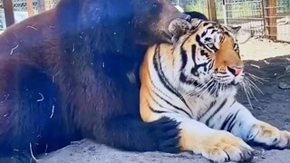 ไม่เคยคิดมาก่อนว่าเสือจะอ่อนโยนได้ขนาดนี้!