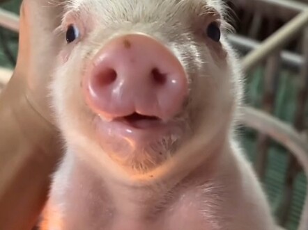 لا تخدعك صورهم في الطفولة! شكل هذه الحيوانات الـ13 بعد نموها يختلف تمامًا — كأنهما حيوانان مختلفان ت