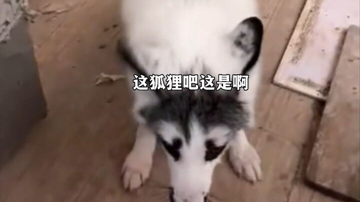 สุนัขที่พี่ใหญ่เลี้ยงมาตั้งแต่เด็กกลับเป็นจิ้งจอก!